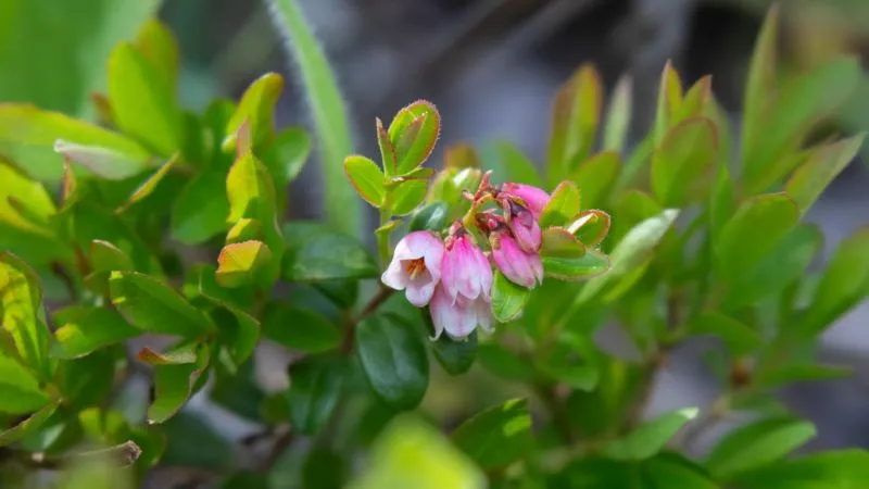 Healthy seasonal Bearberry flower covering a low-growing plant.