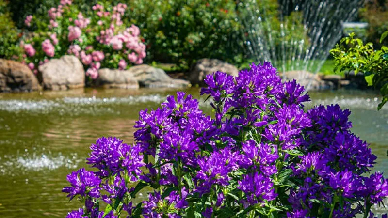 Multiple campanula flower stems with stacked clusters of purple flowers