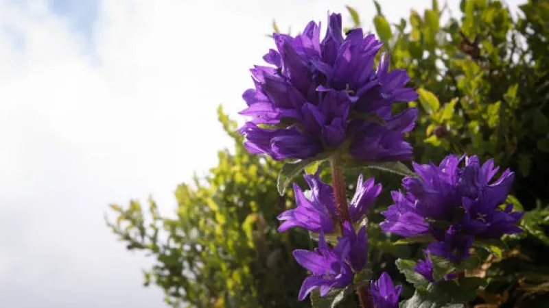 Open purple star-shaped campanula flowers with white stamens in a grassy meadow