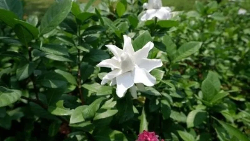 Single-layer white Cape Jasmine flower with pointed star-shaped petals in garden