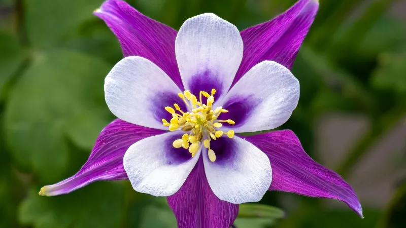 Star-shaped purple columbine flower with a white center and golden stamens in full bloom.