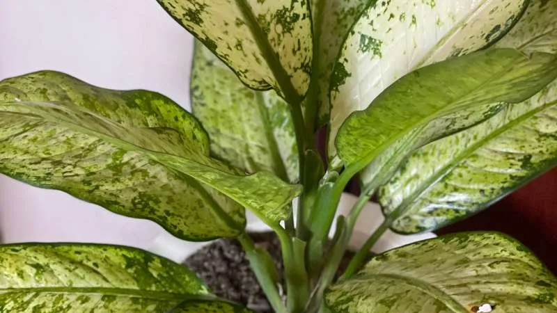 Dieffenbachia plant foliage with light green stripe pattern