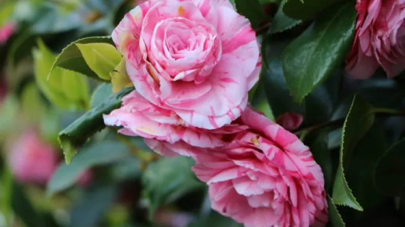 Pink and white striped camellia flowers