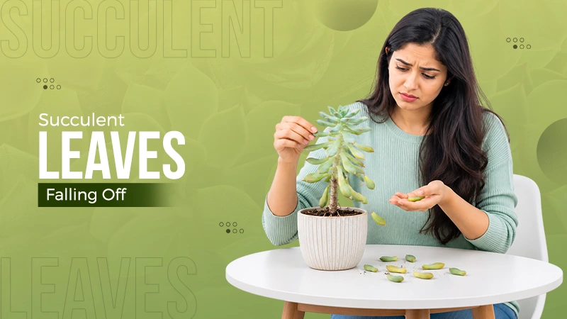 Succulent Leaves Falling