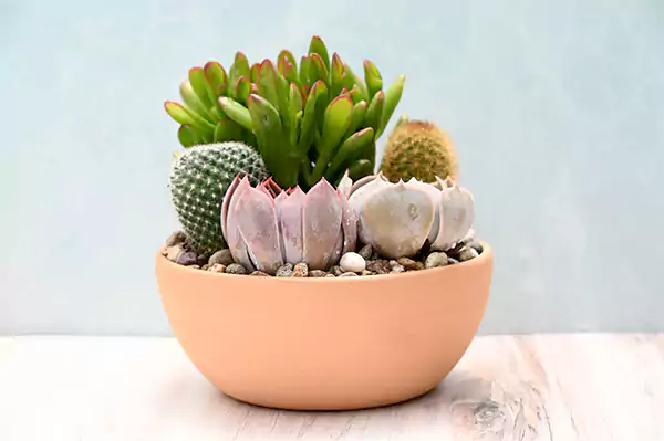 Succulent in a terracotta pot