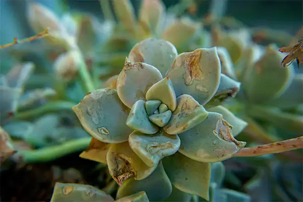 Succulent leaves