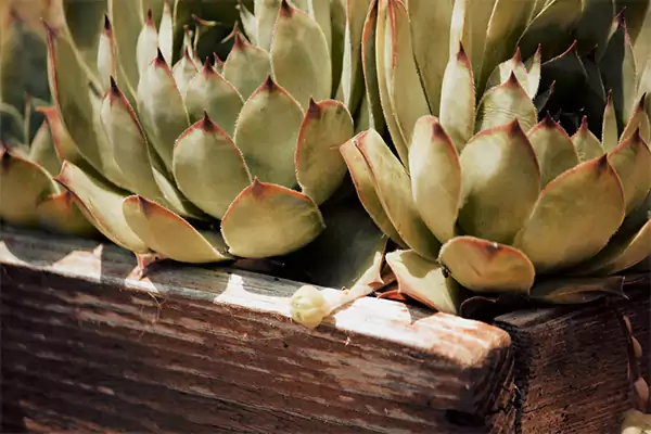 Succulent sunlight needs