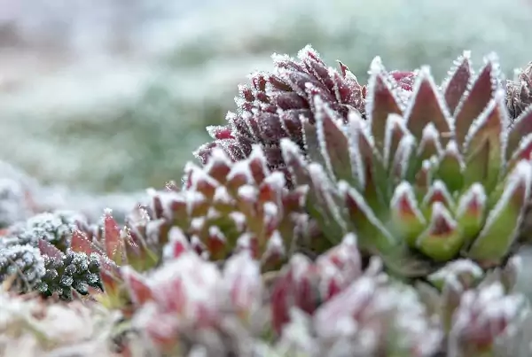 Succulents in winter