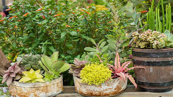 Succulents