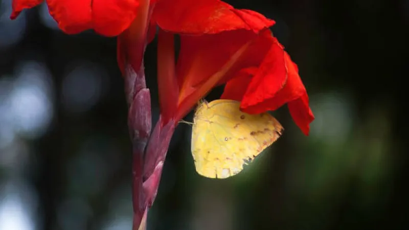 Close-up of a yellow sulphur butterfly clinging to a red canna lily petal