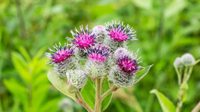Growing Season Burdock flower blooming with fresh blossoms.
