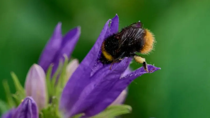 Purple campanula flower cluster with browning edges in dry soil