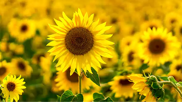 Sunflower