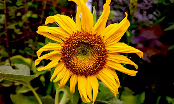 Sunflower