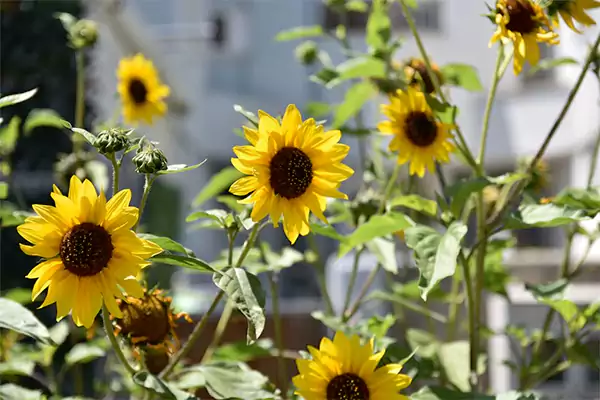 Sunflower