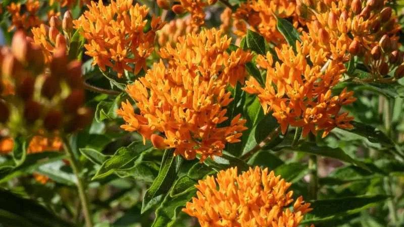 Sunlit Blooms Butterfly Weed flower creating a dense floral display.