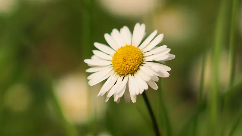 White Daisy flower with yellow center glowing in bright sunlight surrounded by green grass.