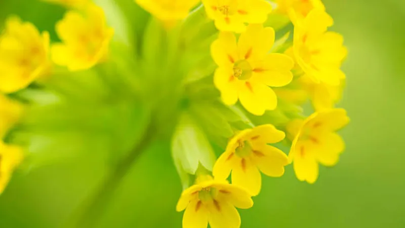 Cluster of bright yellow Cowslip flower blooms under a clear blue sky.