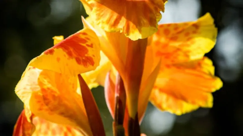 Sunlit canna lily flower with ruffled yellow and orange petals