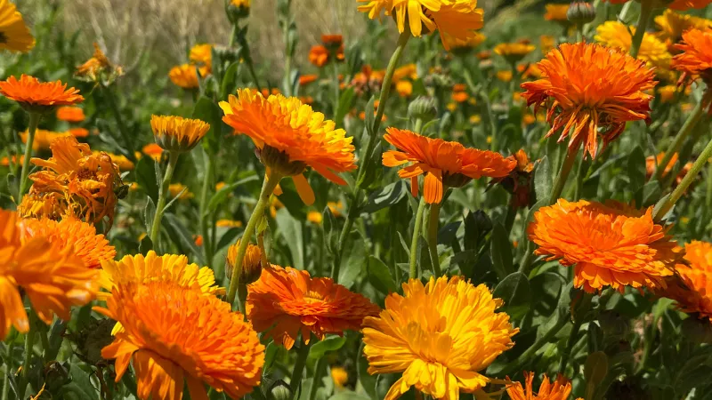 Sunny Field Calendula flower display with orange and yellow blooms.