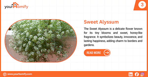 Sweet Alyssum