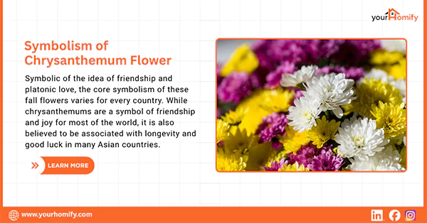 Symbolism of Chrysanthemum Flower