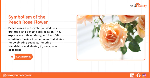Symbolism of the Peach Rose Flower