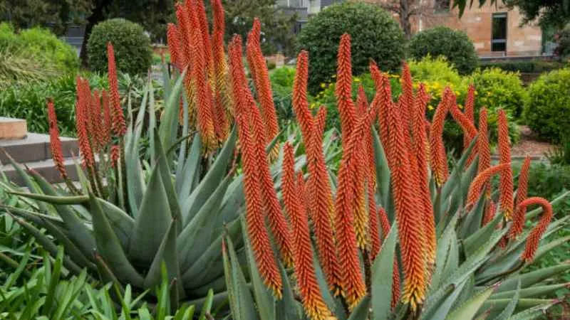 Tall blooming Aloe flower spikes rising above succulent leaves.