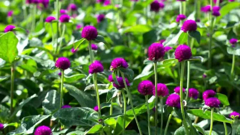 Mature upright Amaranth flower cluster growing on sturdy stems.