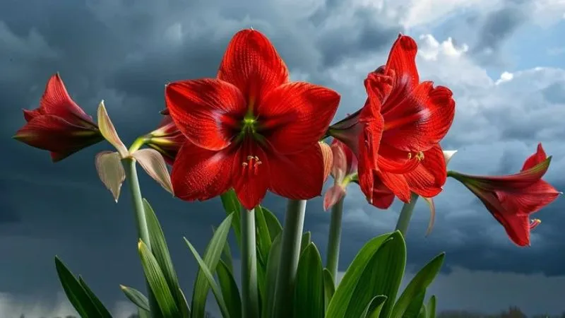 Tall flowering Amaryllis flower stems covered with blossoms.