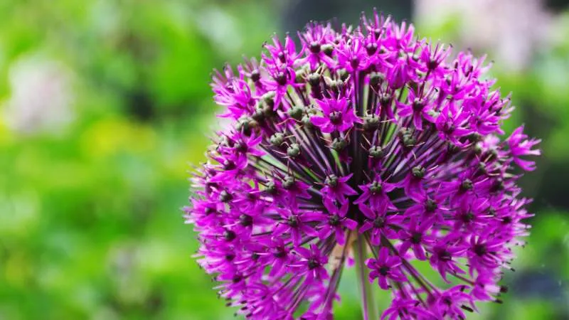 Tall garden Allium flowers in a beautiful landscape.