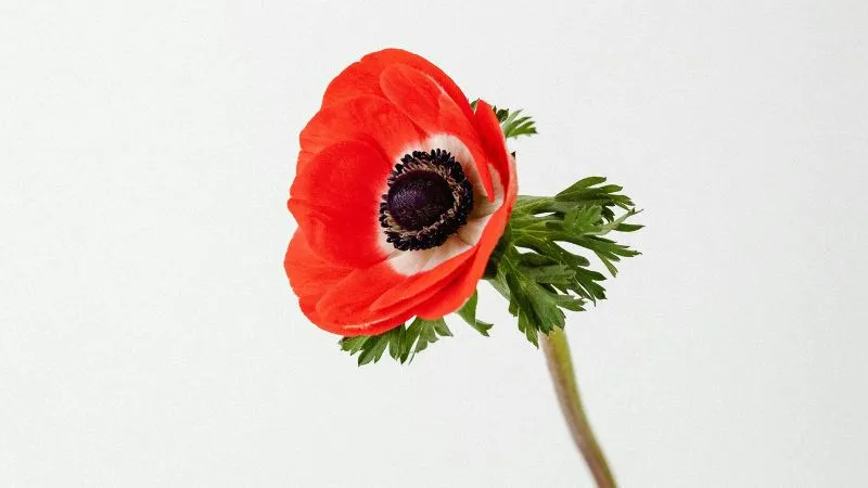 Tall slender Anemone flower growing on elegant stems.