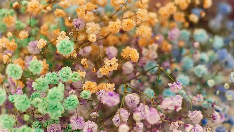 Tall slender Baby's Breath flower growing on delicate stems.