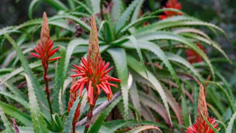 Tall flowering Aloe flower cluster growing on a sturdy stalk.