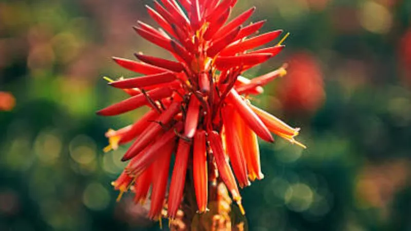 Tall flowering Aloe flowers growing on a sturdy stem.