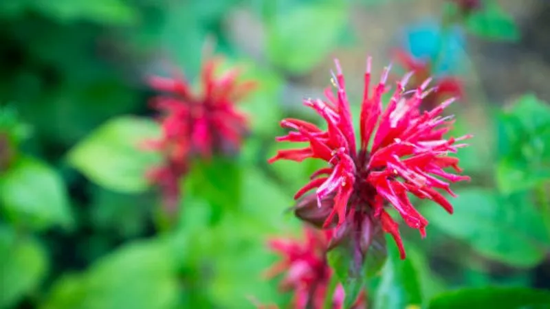 Tall upright Bee Balm flower heads growing on sturdy stems.