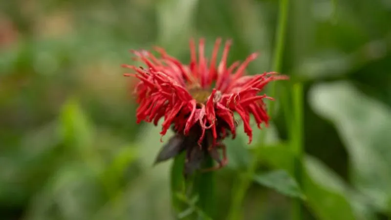 Upright growing Bee Balm flower blooming on tall stems.