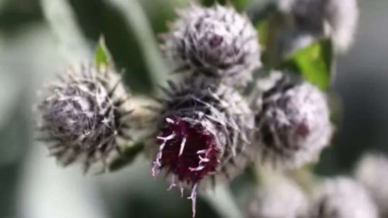 Upright Stems Burdock flower displaying mature blossoms.
