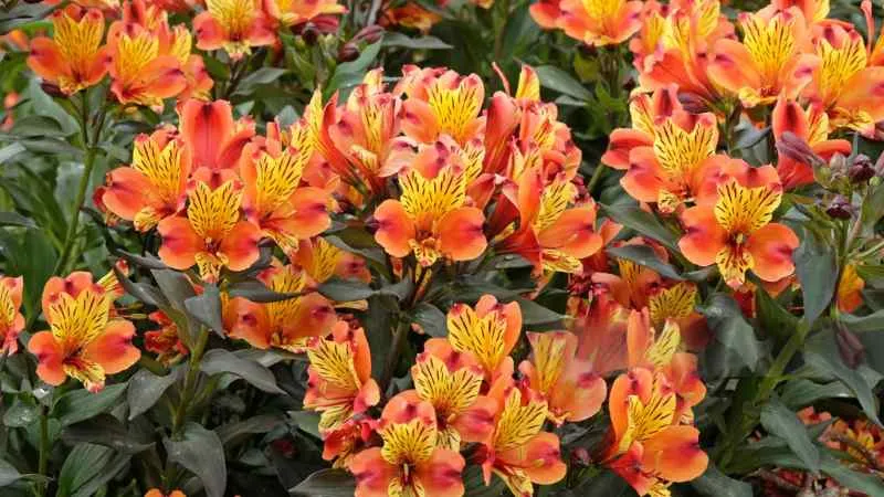 Alstroemeria flowers growing on upright stems