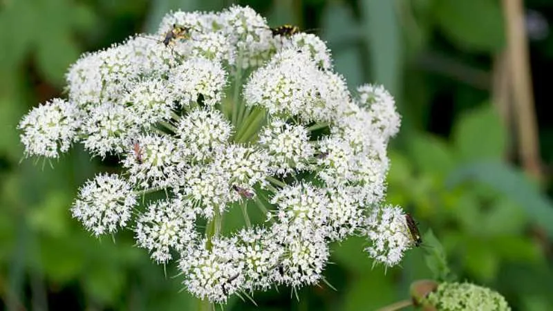 Tall upright Angelica flower clusters growing on sturdy stems.