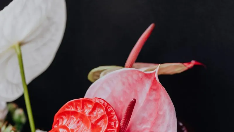 Tall upright Anthurium flower growing on sturdy stems.