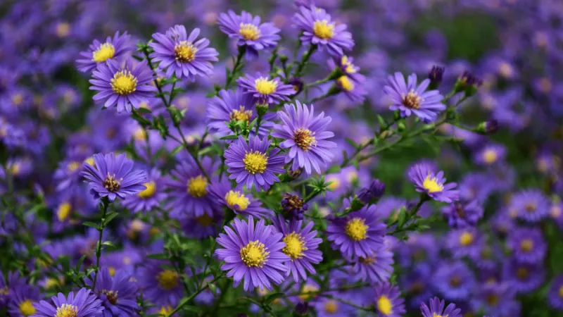 Tall upright Aster flower growing on sturdy stems.