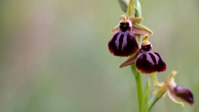 Tall stem Bee Orchid flower blooming on an upright flowering stem.