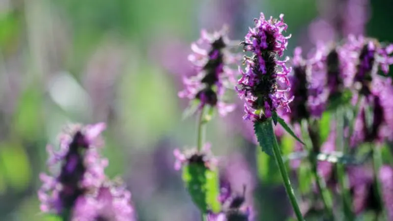 Tall stem Betony flower growing on upright stalks.