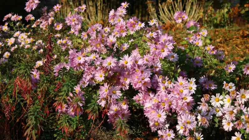 Bushy pink painted daisy plant blooming with multiple flowers in warm light
