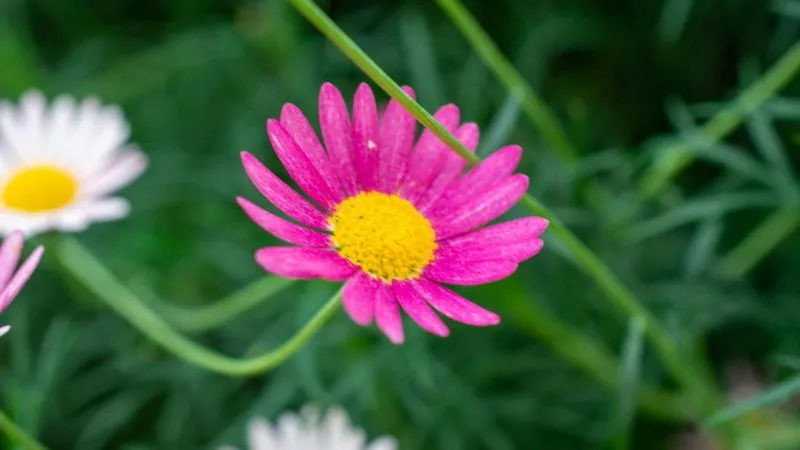 Bright pink painted daisy flower with yellow center among green foliage