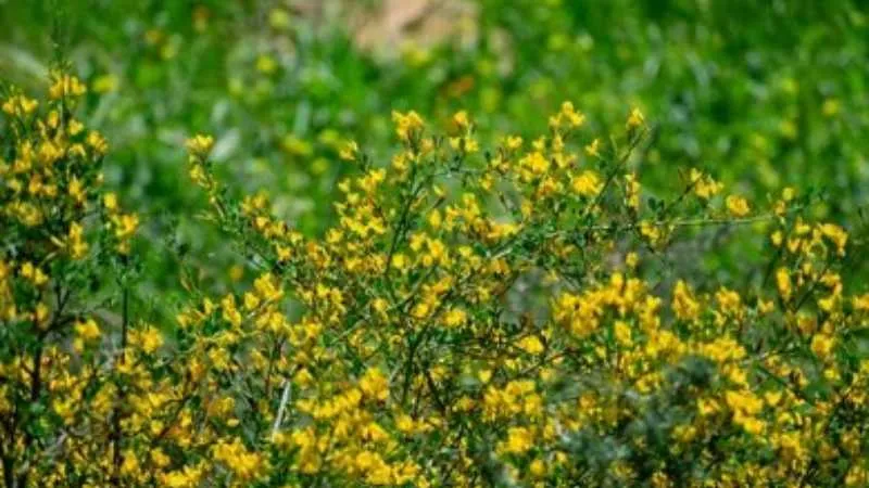 Thorny Branches Prickly Broom flower growing naturally.