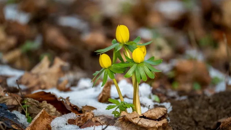 Three yellow Christmas Aconite flower buds emerging from snow and leaf litter.