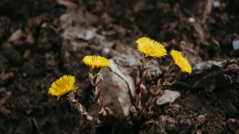 Cluster of bright yellow fully open Coltsfoot flower blooms above a woodland floor.