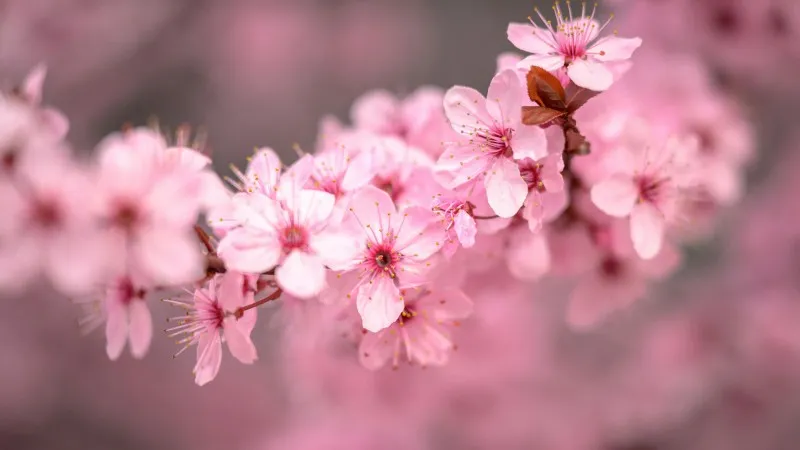 Three delicate pink Cherry Blossom flower blooms in close-up.